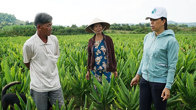 Chủ tịch Hội Liên hiệp Phụ nữ xã Khuê Ngọc Điền (bìa phải) đến thăm mô hình trồng nghệ đỏ của hội viên tại thôn 3.