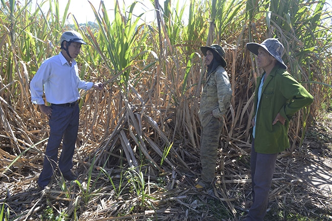 Cán bộ nông nghiệp xã Hòa Sơn (bìa trái) kiểm tra tình hình trồng mía của người dân thôn 7. 