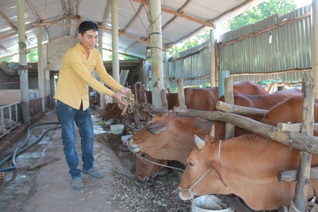 Anh Phạm Xuân Toàn ở thôn 6, xã Xuân Phú đã tận dụng phế phẩm trong trồng trọt làm thức ăn cho gia súc.