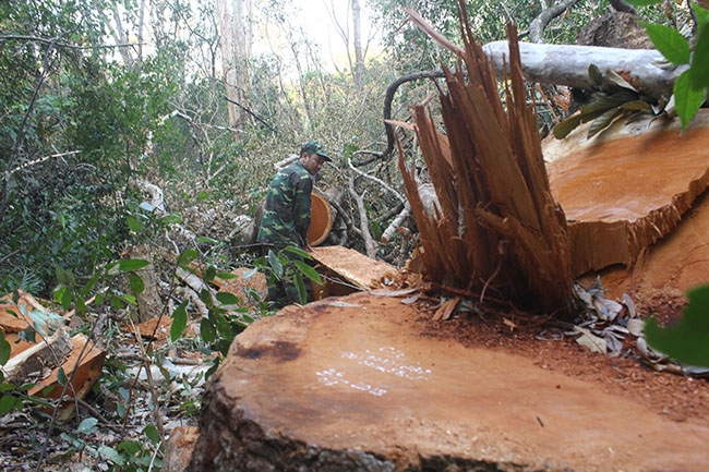 Một cây gỗ bị lâm tặc đốn hạ tại Tiểu khu 408 (Vườn Quốc gia Yok Đôn).