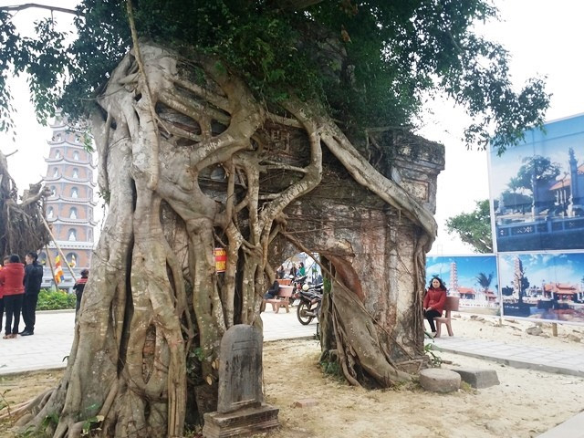 Rễ cây  cổ thụ vây quấn trên cổng tam quan chùa cổ Hoằng Phúc. 