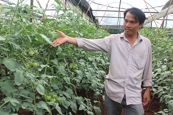 Anh Lê Văn Nhân, xã Ea Ral, huyện Ea H’leo kiểm tra vườn cà chua trồng trong nhà lưới. 