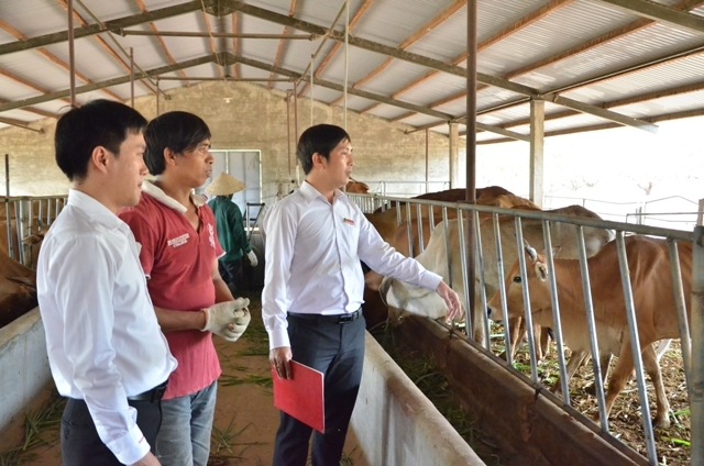 Cán bộ Agribank Ea Sup – Bắc Đăk Lăk kiểm tra hiệu quả vốn vay  tại một trang trại trên địa bàn.  Ảnh: H. Gia