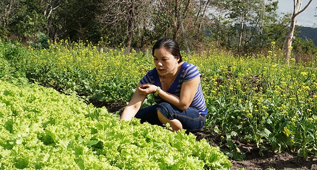 Chị Phạm Thị Thao đang  chăm sóc khu vườn có đủ  các loại rau, củ, quả của gia đình. 