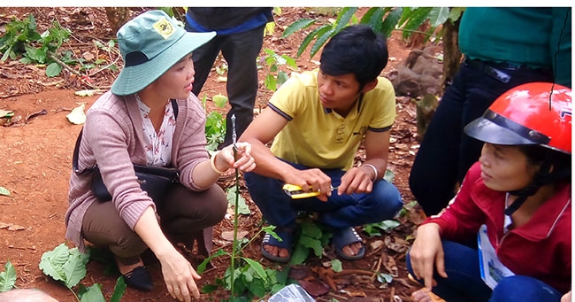 Chị Huỳnh Thị Thu Phượng (bìa trái) hướng dẫn nông dân xã Ea M'droh, huyện Cư M'gar ghép cải tạo  vườn cà phê.    