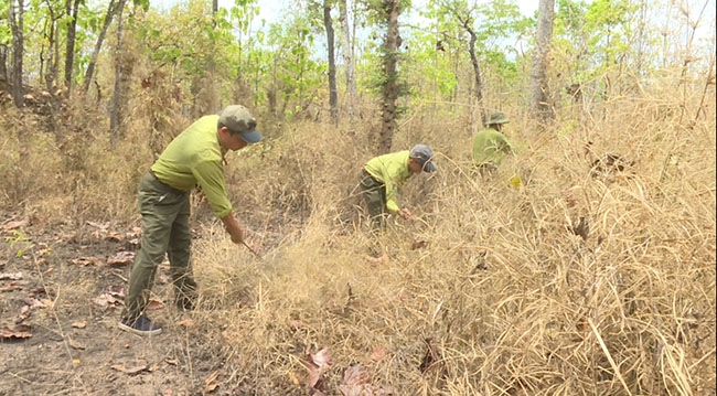 Cán bộ  Hạt  Kiểm lâm Vườn  Quốc gia Yok Đôn phát dọn thực bì để phòng chống cháy rừng.  