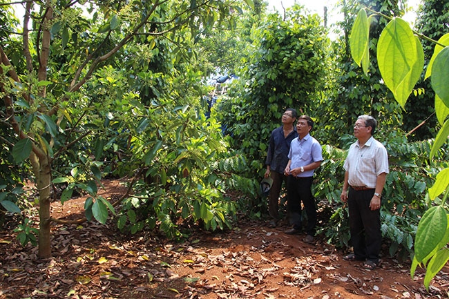 Một vườn cây phát triển theo hướng bền vững của thành viên HTX Nông nghiệp dịch vụ Thăng Tiến. 