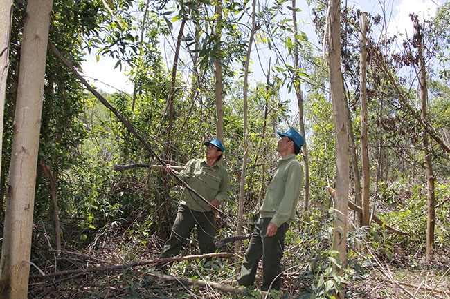 Công nhân Công ty TNHH MTV Lâm nghiệp M’Đrắk thu gom cây rừng trồng bị gãy đổ do bão. 