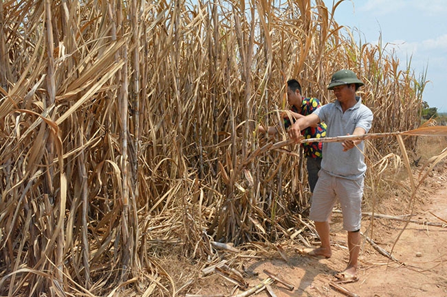 Nhiều diện tích mía của người dân ở trên địa bàn xã Ya Tờ Mốt đã bị khô.
