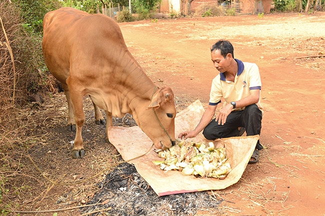 Anh Y Nging Niê chăm sóc con bò được  Ủy ban MTTQ Việt Nam huyện tặng.