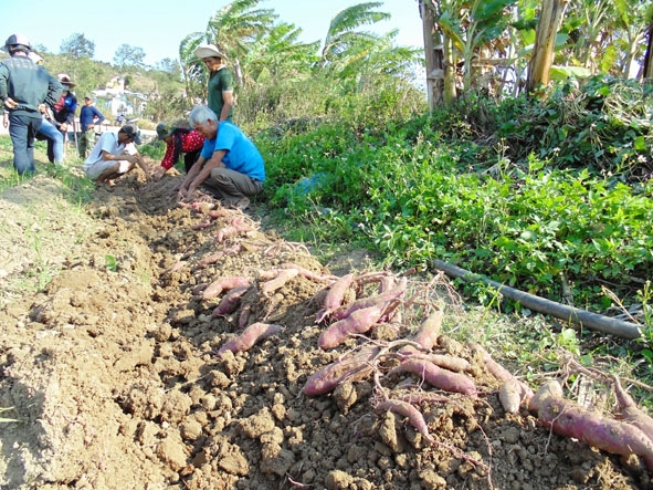 Nông dân huyện Krông Ana thu hoạch khoai