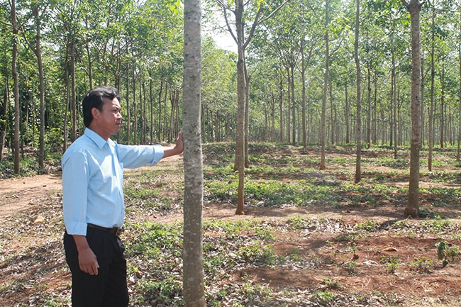 Anh Nguyễn Quốc kiểm tra vườn cao su được giao chăm sóc. 