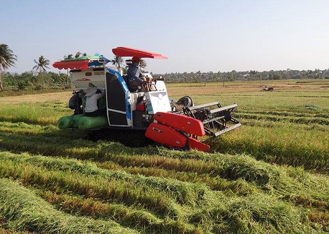 Máy gặt đập liên hoàn thu hoạch lúa tại cánh đồng xã Ea Bar (huyện Buôn Đôn). 