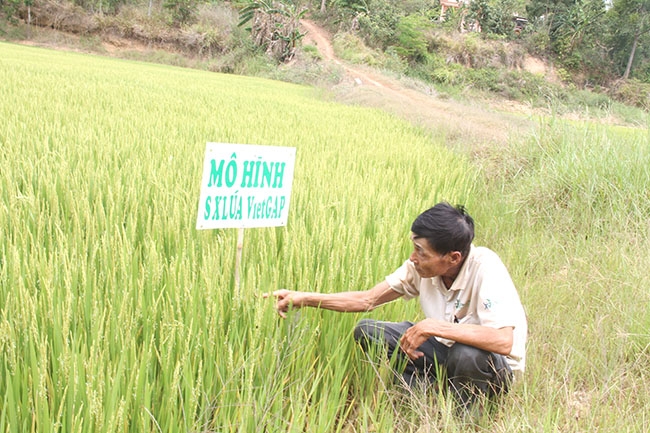 Ông Đoàn Văn Ương, Giám đốc HTX Dịch vụ nông nghiệp Đồng Nhất  kiểm tra cánh đồng sản xuất lúa VietGAP.  