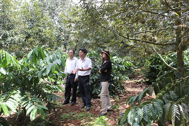 Vườn cà phê xen canh cây ăn quả ở huyện Krông Pắc. 
