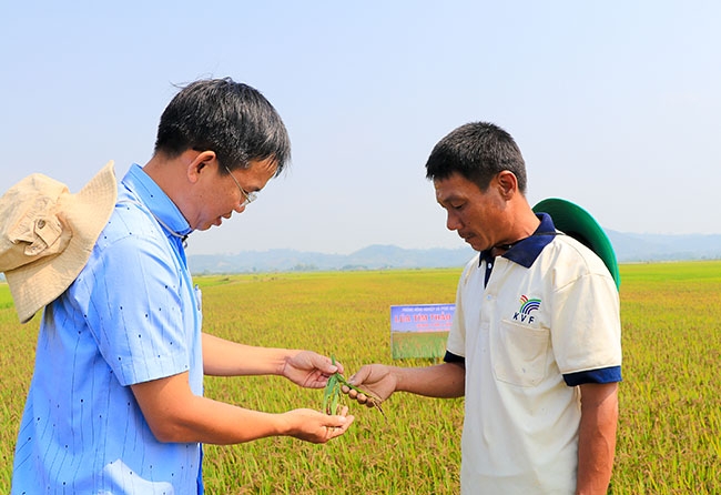 Ông Nguyễn Văn Thanh (bên phải) cùng cán bộ Phòng NN-PTNT huyện Lắk kiểm tra giống lúa tím được sản xuất theo tiêu chuẩn VietGAP.   