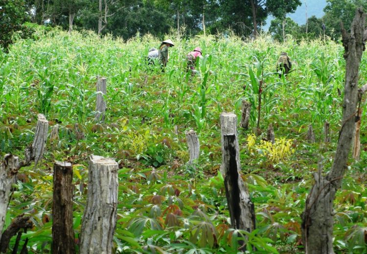 Đất rừng bị lấn chiếm để làm rẫy ở huyện Ea Hleo (ảnh minh họa)