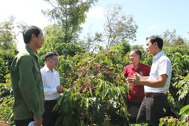 Cán bộ nông nghiệp huyện Cư Kuin trao đổi kỹ thuật canh tác cà phê bền vững với nông dân ở xã Ea Tiêu. 
