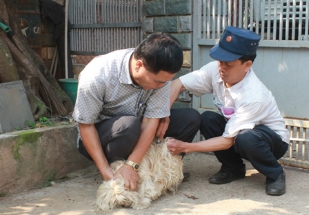 Cán bộ Trạm Chăn nuôi và Thú y TP. Buôn Ma Thuột tiêm vắc xin phòng bệnh dại cho đàn chó nuôi trên địa bàn. 