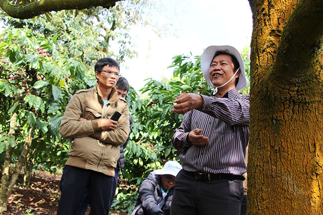 Vườn sầu riêng xen canh cà phê tại huyện Krông Năng. 