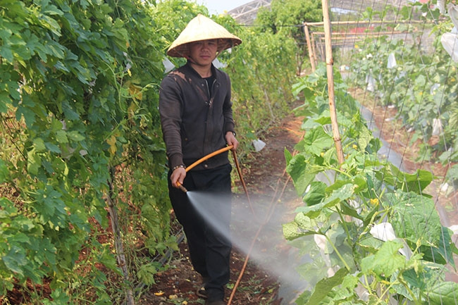 Nhân viên của Công ty cổ phần GoOrganic phun chế phẩm thuốc trừ sâu sinh học lên vườn rau. 