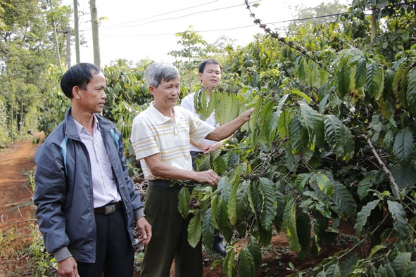 Ông Dương Ngọc Hanh  ở thôn 1,  xã Ea Ngai (đứng giữa) giới thiệu  về mô hình sản xuất  cà phê  theo  tiêu chuẩn FLO  của gia đình.