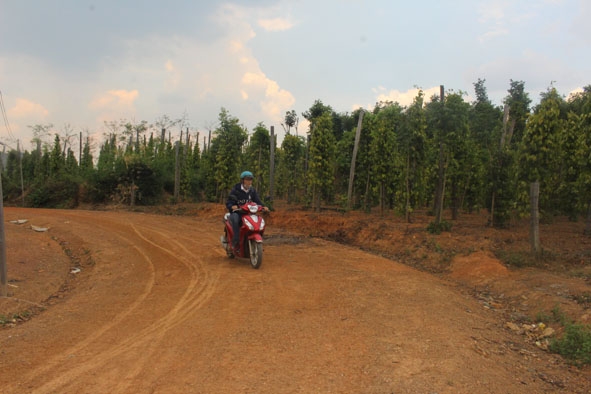 Nhiều tuyến đường giao thông nông thôn của xã Cư Đrăm  chưa được bê tông, cứng hóa. 