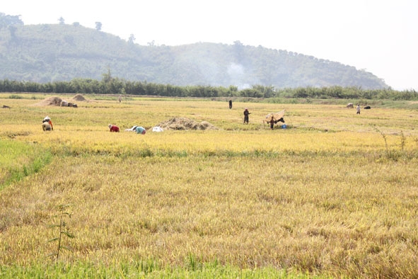 Nhiều diện tích đất sản xuất của người dân xã Buôn Triết (huyện Lắk) chưa được cấp sổ đỏ. 