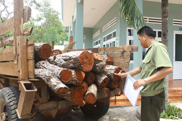 Một xe chở củi rừng bị Công ty TNHH MTV Lâm nghiệp Chư Phả bắt giữ. 