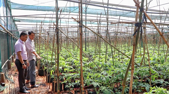 Vườn cà chua  của HTX Nông nghiệp dịch vụ Bình An (xã Ea Ral, huyện  Ea H’leo).  