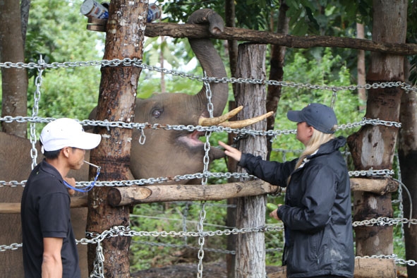 Chuyên gia nước ngoài (bìa phải) đang hướng dẫn nhân viên Trung tâm Bảo tồn voi điều khiển hành vi của voi. 