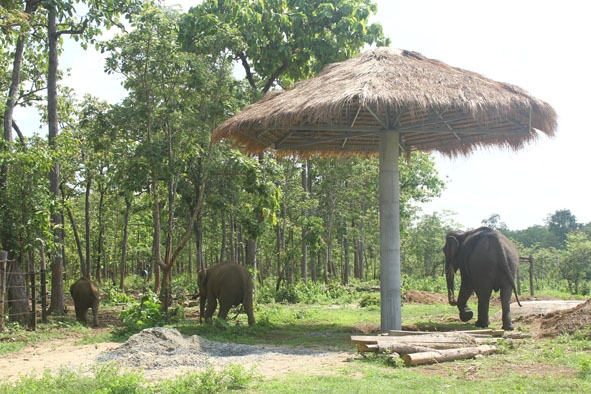 Voi  kiếm ăn trong khu nuôi nhốt bán  hoang dã  của  Trung tâm Bảo tồn voi.    