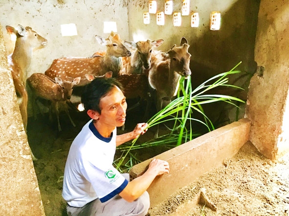 Anh Đỗ Hữu Sang chăm sóc đàn hươu sao của gia đình.