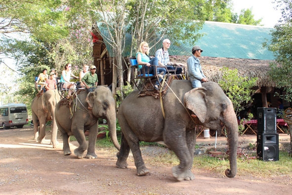 Các chủ voi ở Buôn Đôn liên kết với Công ty Du lịch Thanh Hà phục vụ tour tham quan khu Du lịch Bản Đôn.  Ảnh: H. Gia