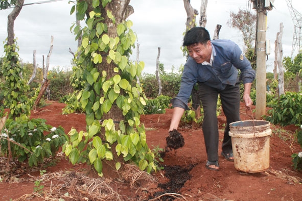 Nông dân xã Ea Kpam (huyện Cư M’gar) sử dụng phân bón hữu cơ trong trồng trọt. 