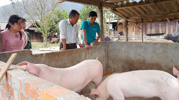 Hướng dẫn viên cộng đồng (bìa phải) giám sát tiểu dự án sinh kế nuôi heo ở xã Cư Đrăm  (huyện Krông Bông).   