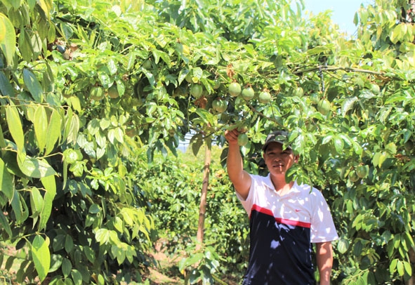 Anh Bùi Nhất Hoan (thôn 6, xã Ea Nam) bên vườn chanh dây trồng xen đang vào mùa thu hoạch. 