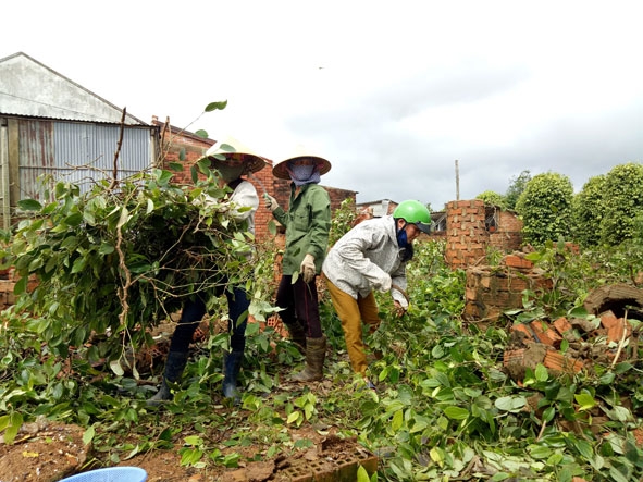 Người dân xã Ea Lai thu dọn tiêu đổ ngã sau  cơn bão số 12 cuối năm 2017.