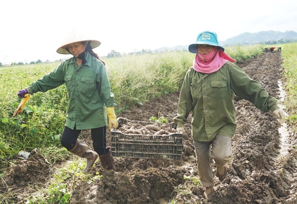 Nông dân xã Dur Kmăl (huyện Krông Ana) thu hoạch khoai lang. Ảnh: Khả Lê