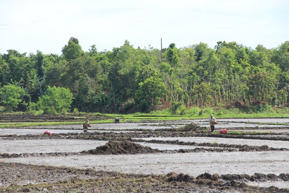 Nông dân huyện Krông Pắc làm đất chuẩn bị sạ lúa. 