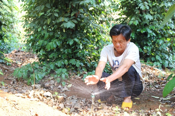 Ông Trần Ngọc Nguyên, xã Ea Nuôl, huyện Buôn Đôn  lắp đặt hệ thống tưới nước tiết kiệm cho vườn tiêu của gia đình. 