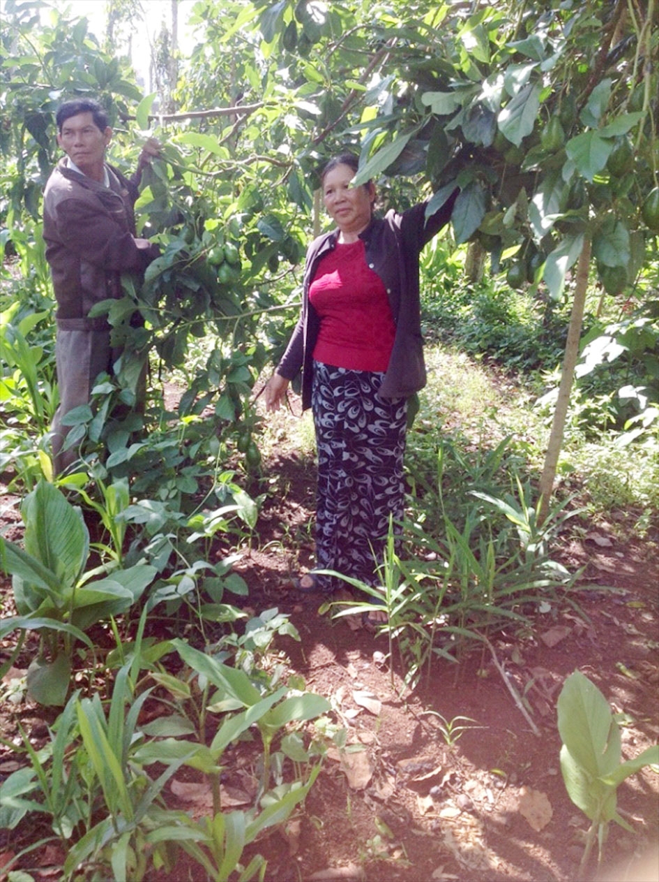 Vợ chồng ông Y San Niê Kđăm cùng nhau chăm sóc vườn cây.