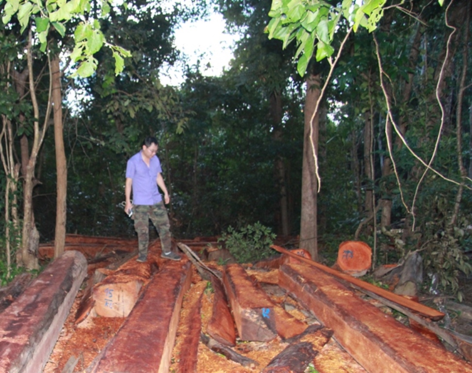 Một vụ khai thác rừng trái phép được phát hiện trong lâm phần Công ty TNHH MTV Lâm nghiệp Chư Phả