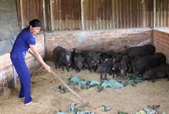 Đàn heo rừng lai của gia đình bà Nguyễn Thị Nghĩa phát triển khỏe mạnh, an toàn dịch bệnh nhờ áp dụng đệm lót sinh học. 
