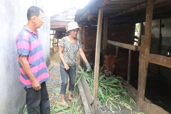 Vợ chồng ông Trần A Sáng (thôn 12) chăm sóc đàn bò của gia đình. 