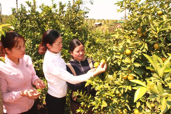 Cán bộ Hội LHPN xã Ea Ô thăm mô hình trồng quýt của gia đình chị Nguyễn Thị Duyên ở thôn 7B.  