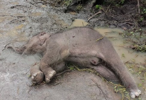 Cá thể voi con bị chết tại Vườn Quốc gia Yok Đôn. 