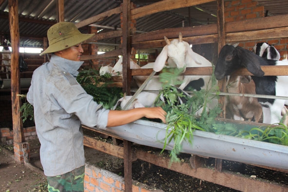 Anh Nguyễn Văn Thủy chăm sóc đàn dê của mình.