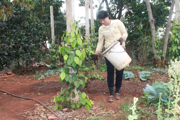 Chị Nguyễn Thị Bình (xã Ea Kpam, huyện Cư M’gar) sử dụng phân bón  hữu cơ cho  cây trồng. 