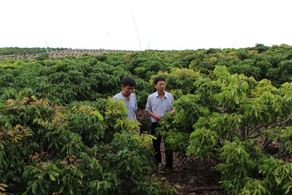 Một vườn nhãn lồng Hưng Yên rộng hàng chục ha được sản xuất theo hướng công nghệ cao ở huyện M’Đrắk. 